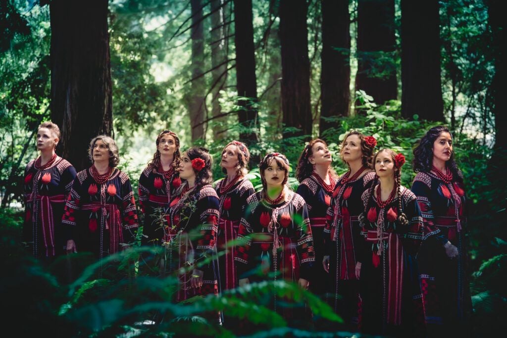 Summer concerts in the redwood grove