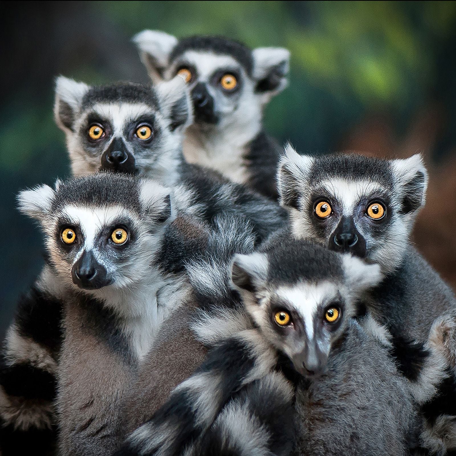 Animal Group Names