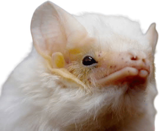 what is it like to be a bat? - thomas nagel