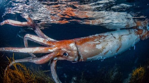 giant squid