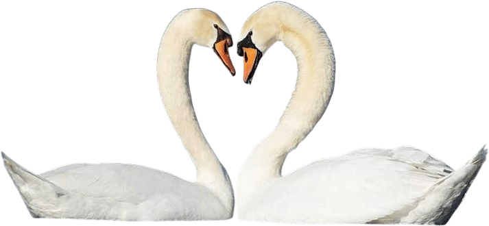 swans