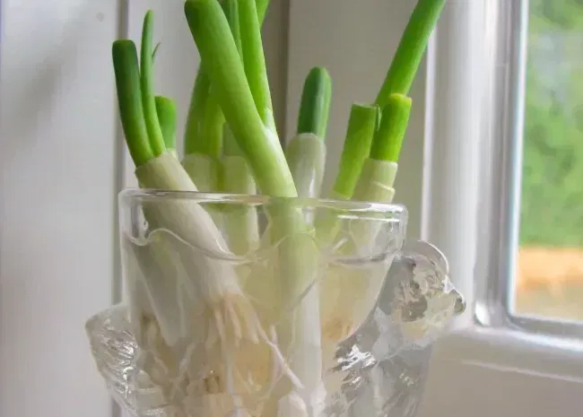 Endless Green Onions
