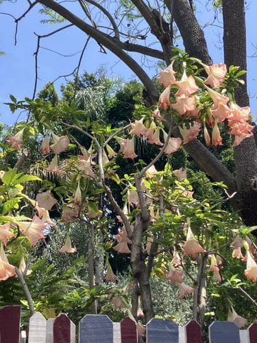 Brugmansia (Angel’s Trumpet)