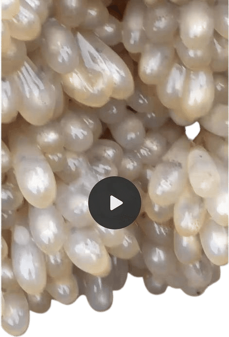 Baby Octopuses Hatching in a Tide Pool Video