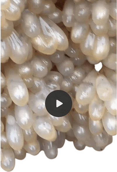 Baby Octopuses Hatching in a Tide Pool Video