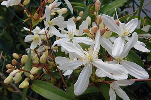 Clematis armandii