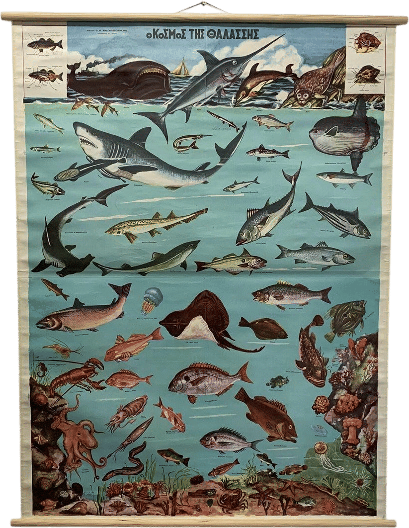 Greek Sea Life Vintage Chart
