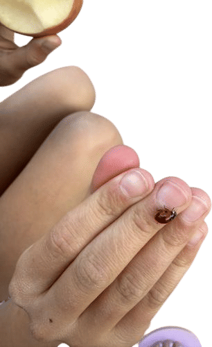 Naming your ladybug Lady Gaga