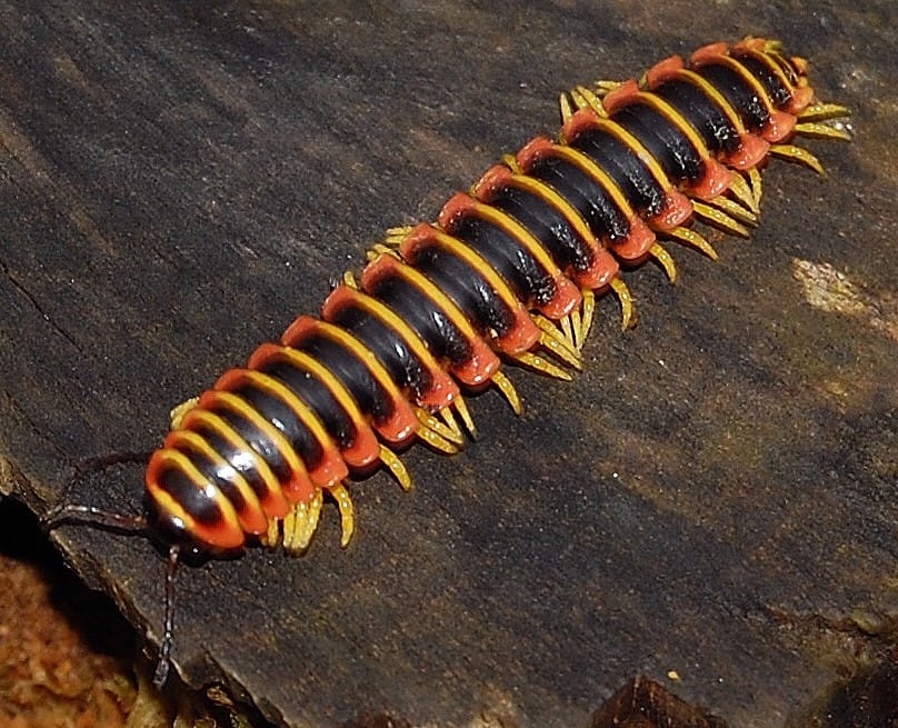 smell a cherry millipede