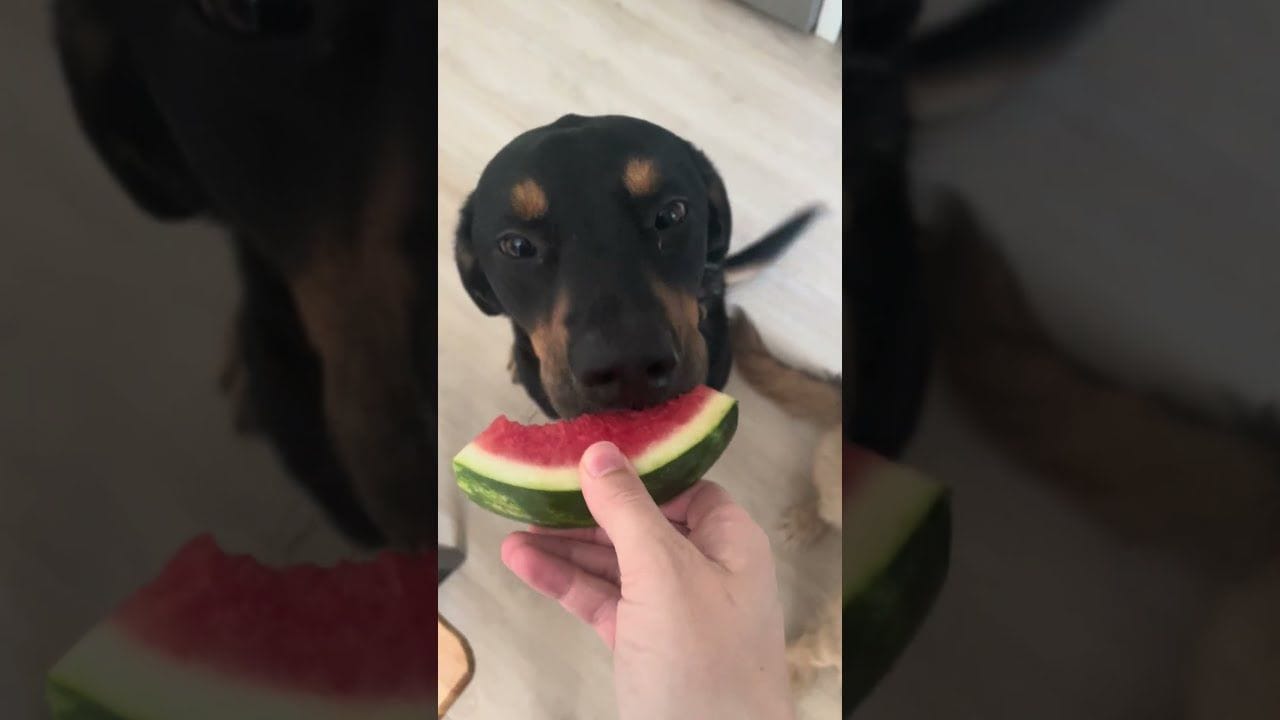 snacks with four-legged friends