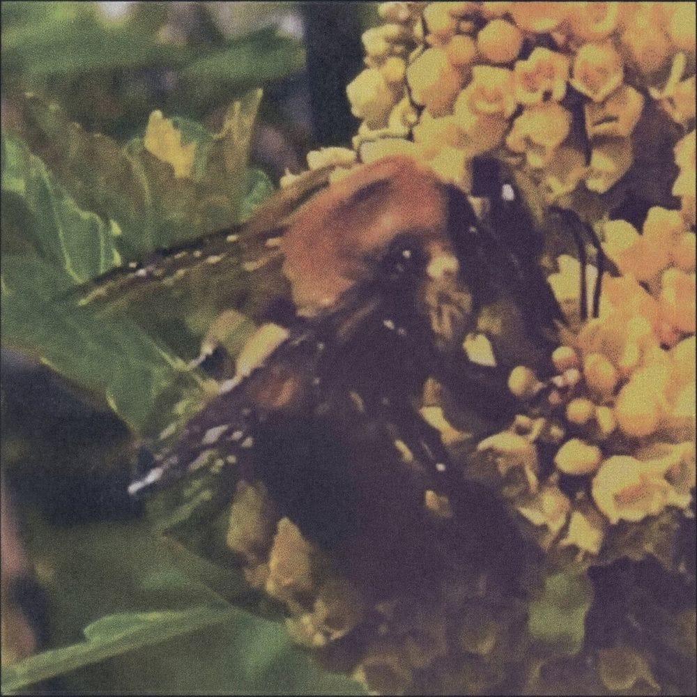 BRONCHO - Natural Pleasure