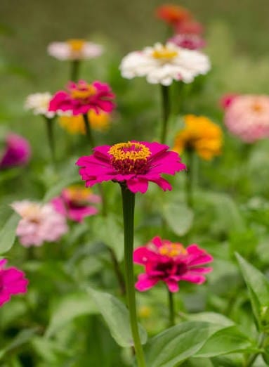 Bad at gardening but love flowers? Plant zinnias, fanatically.