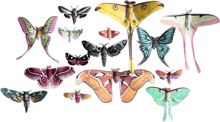 Davis Family Butterfly Vivarium