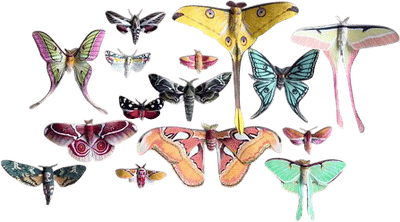 Davis Family Butterfly Vivarium