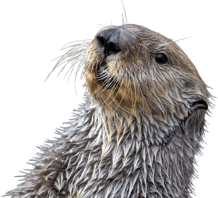 Monterey Bay Aquarium Sea Otters