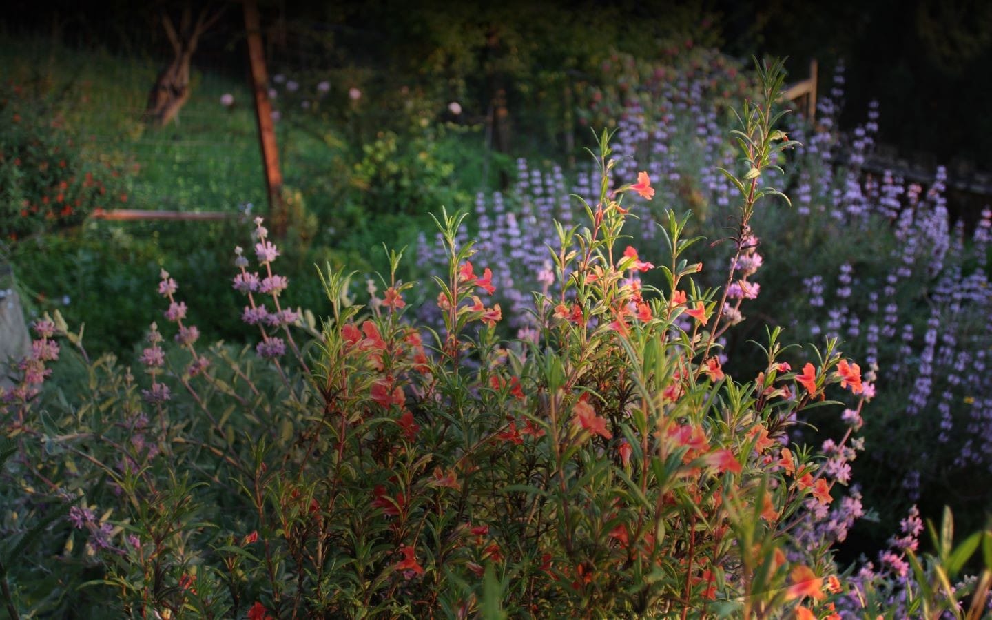 Calscape.org, the Original Rec League for CA Native Plants