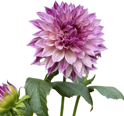 Dahlia Tubers