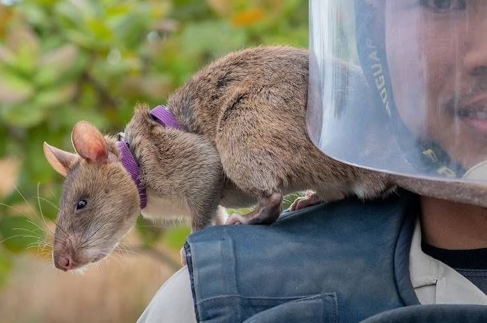 Sponsor a Landmine-Detection Rat
