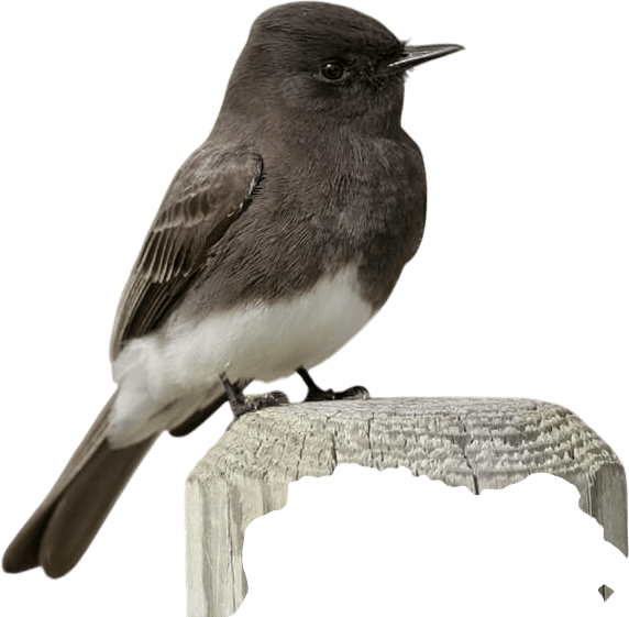 Black Phoebe