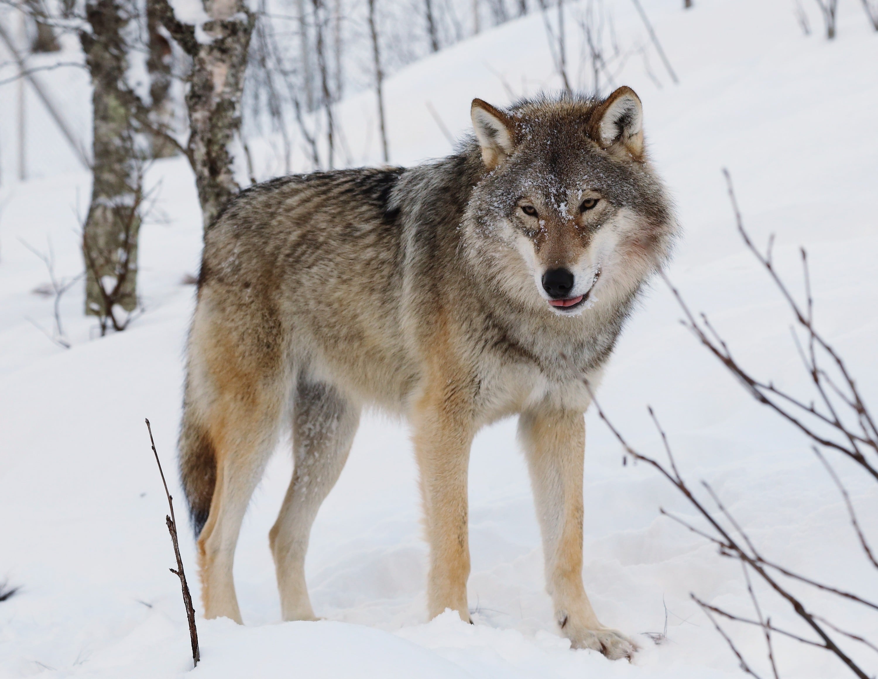 You run with wolves you learn to howl