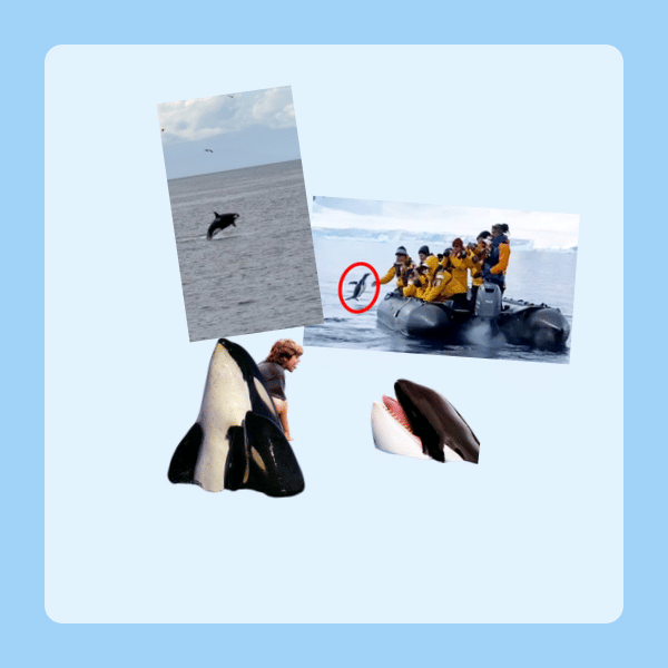 orca content (orcontent)