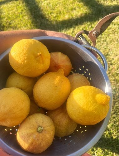 Lemon Trees