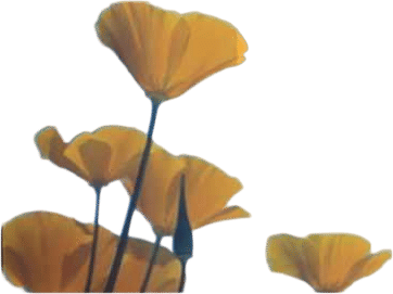 Earl Klugh Wishful Thinking