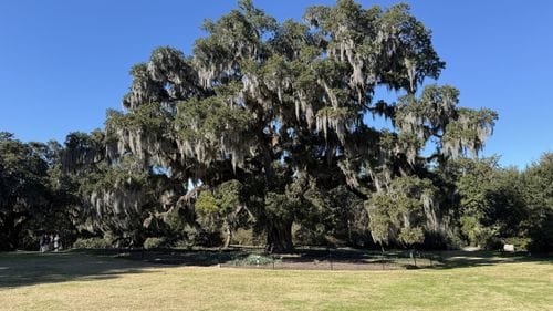 Airlie Gardens