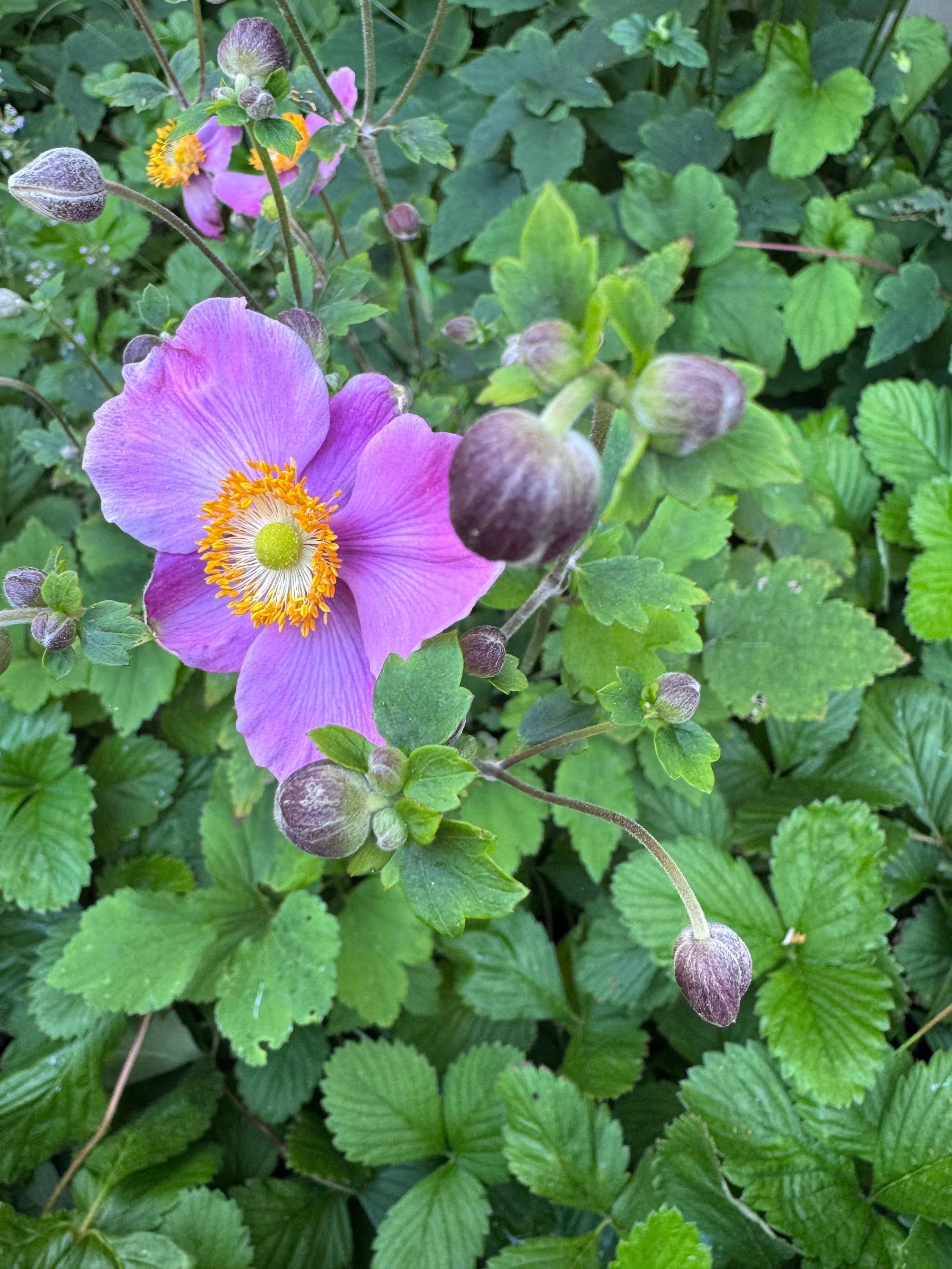 Taking close-up photos of flowers