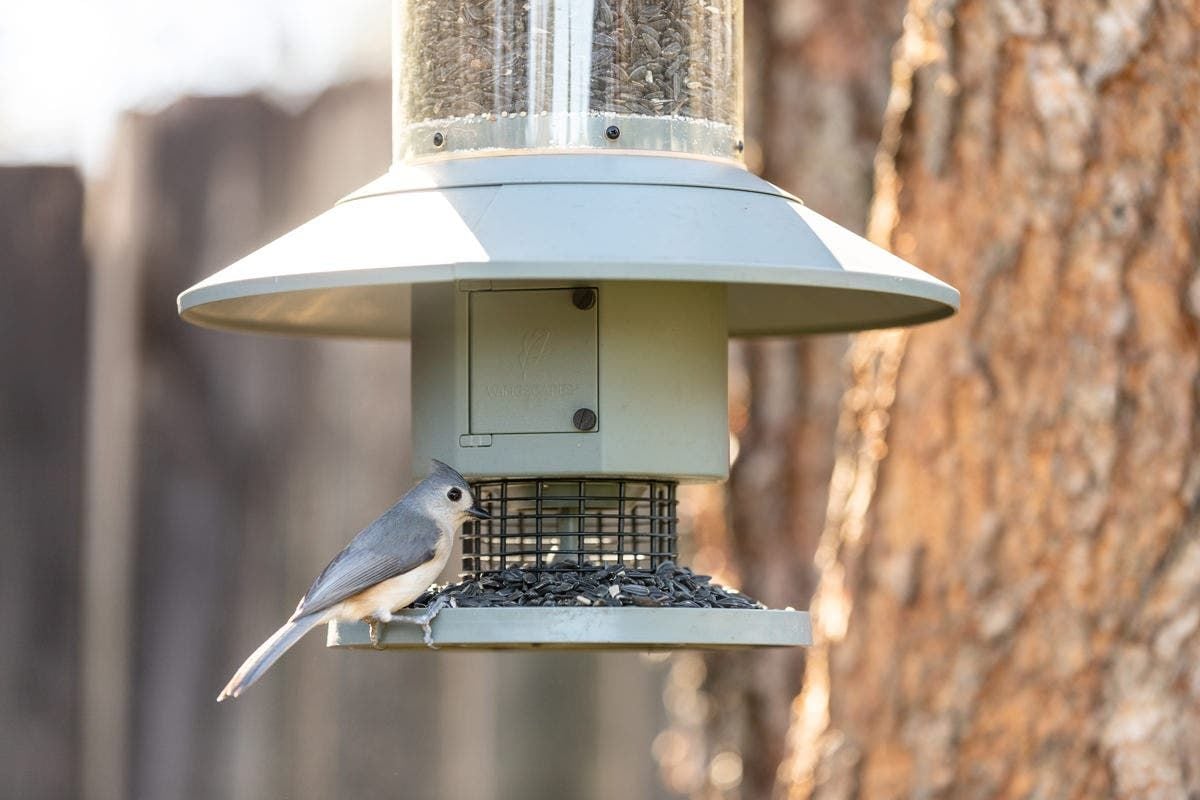 Setting Up a Bird Feeder and Watching the Visitors Fly In