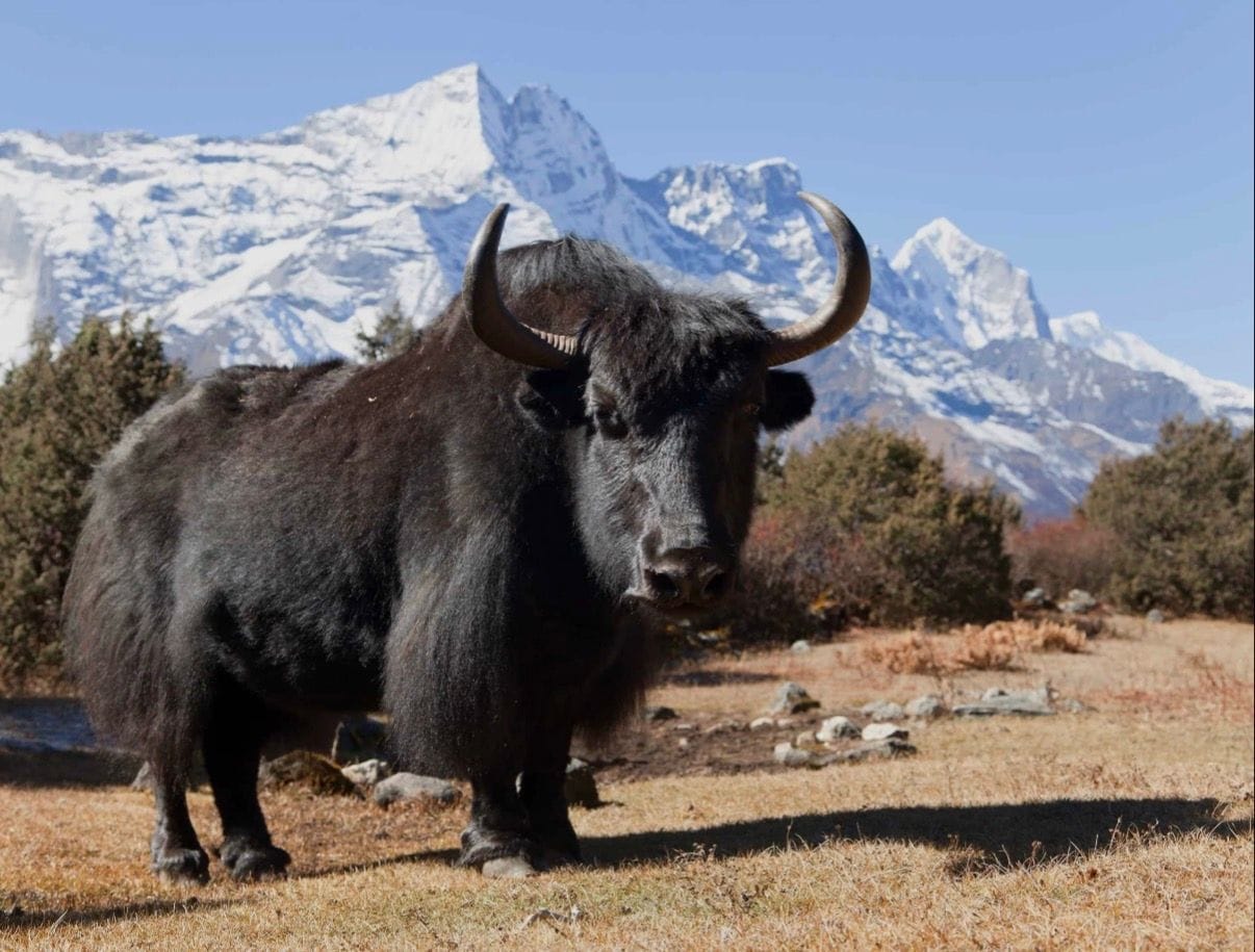 Parenting hack: Use the Threat of the Yak