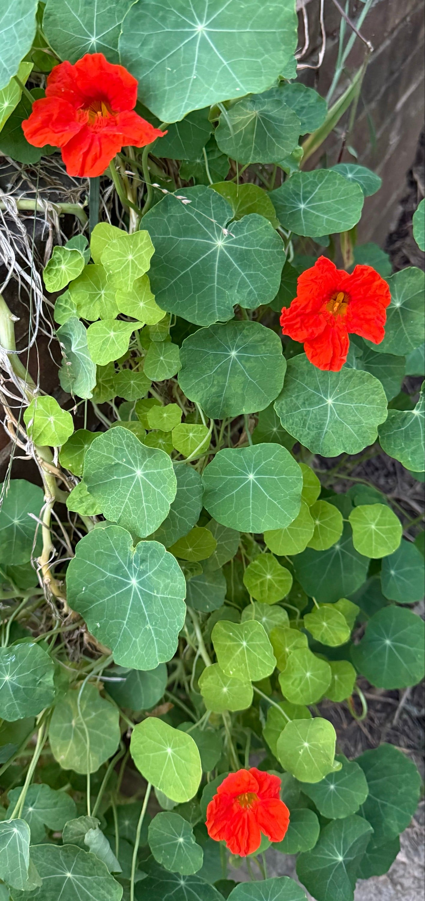 Growing Nasturtiums From Seed