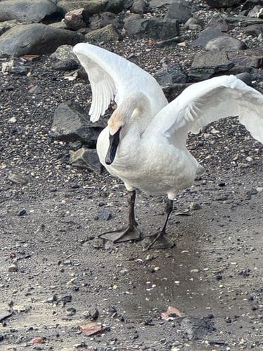 Trumpeter Swan