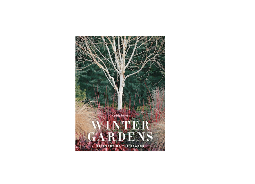 The Dramatic Colors of Winter Gardens