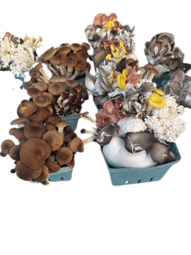hifimycology