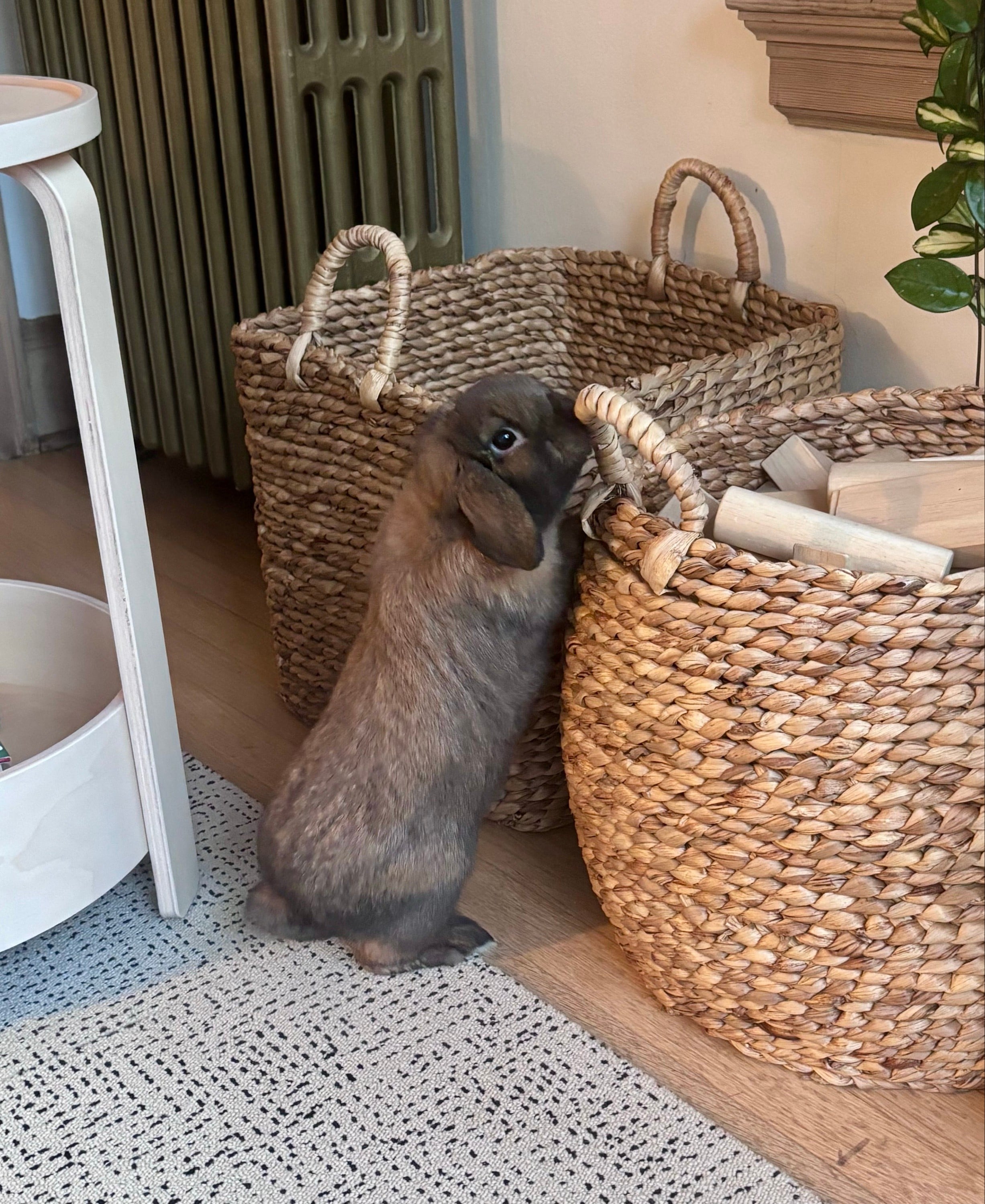 Mocha being curious