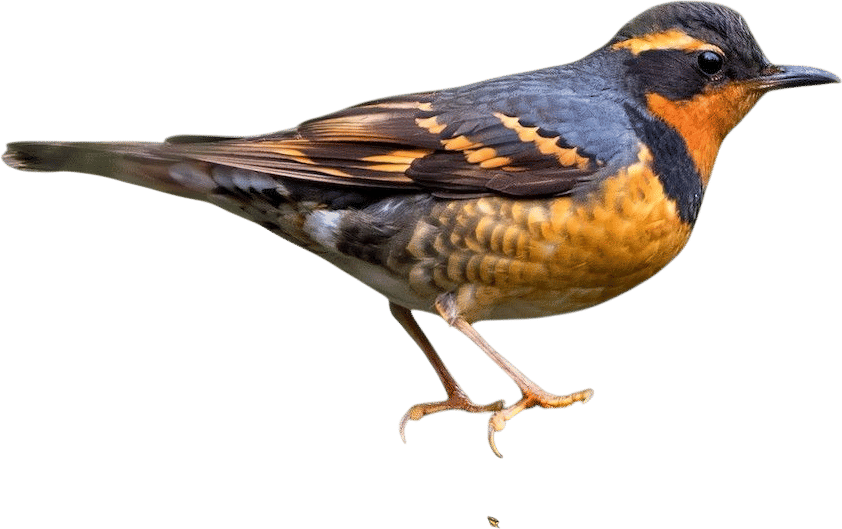 Varied Thrush