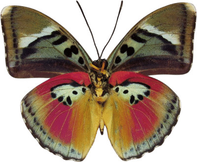 Maurice Venezia Butterfly Art Print