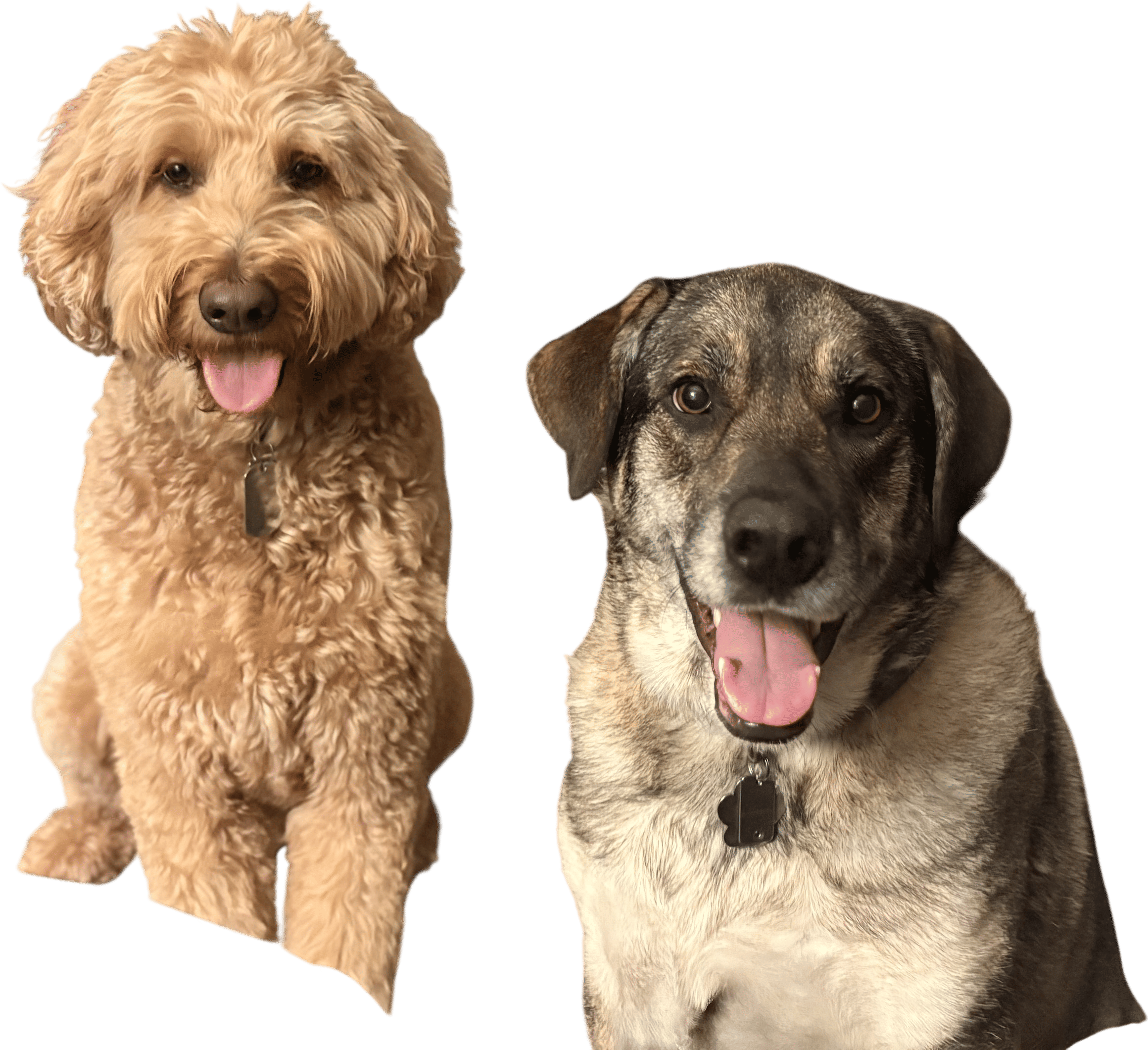 Dogs