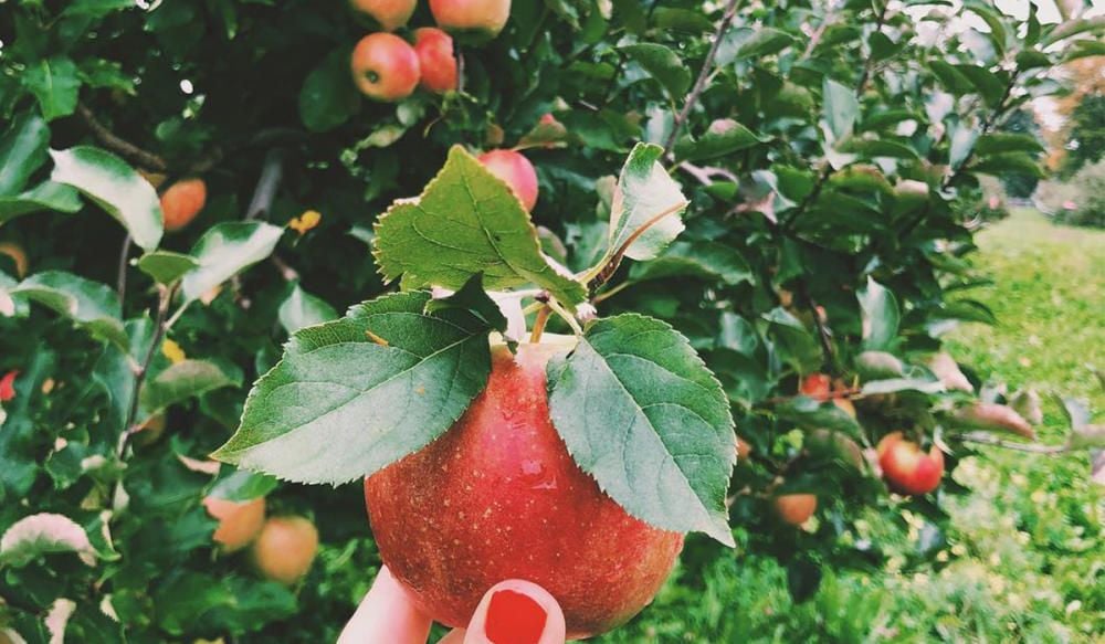 Visit an Orchard for Apple Picking