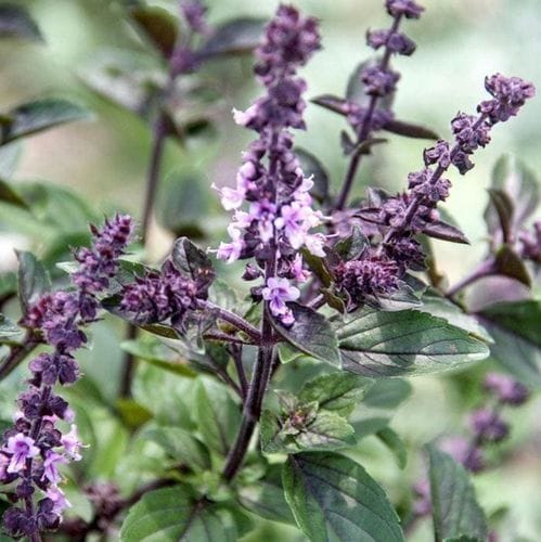 African Blue Basil