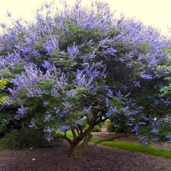 Chaste Trees