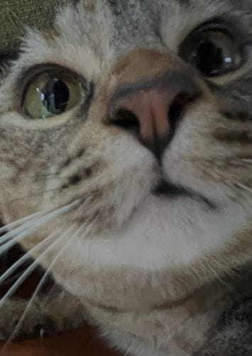 Zooming waaaaaaaaaaay in on a photo of your pet