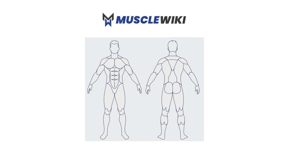 MuscleWiki to find how to work each muscle