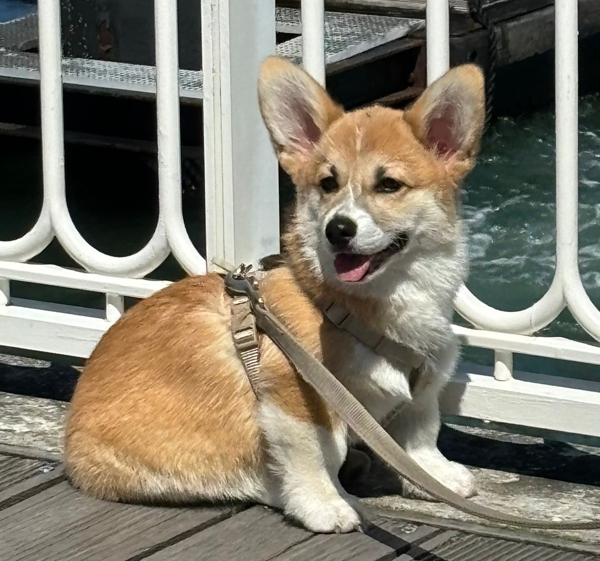 Elisa