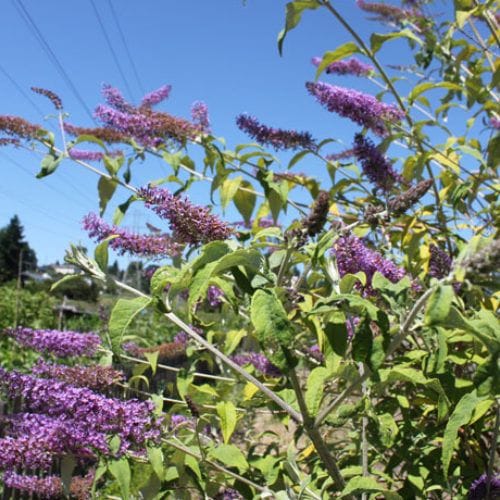 butterfly bush