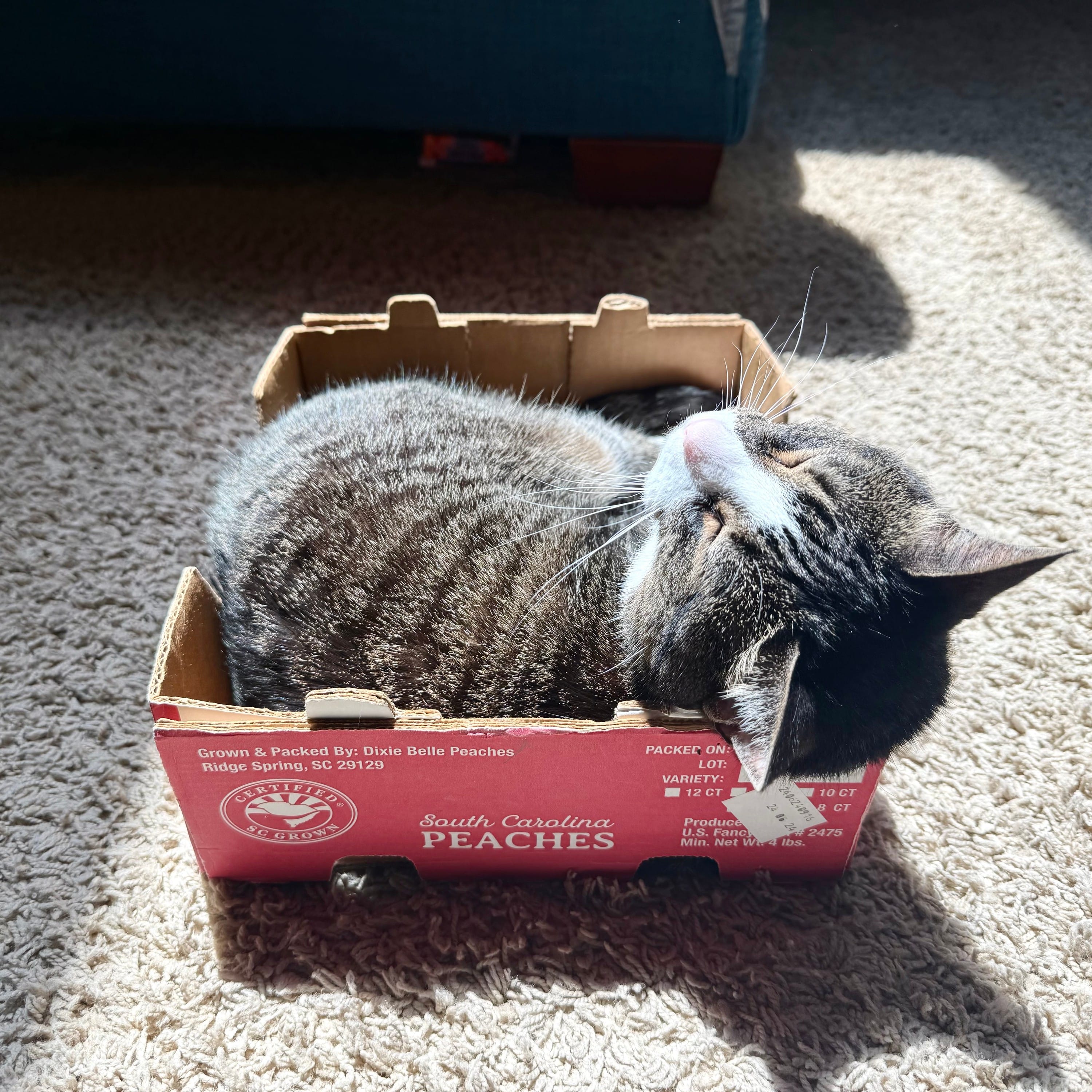 Buying Costco peaches mainly to get the box for your cat