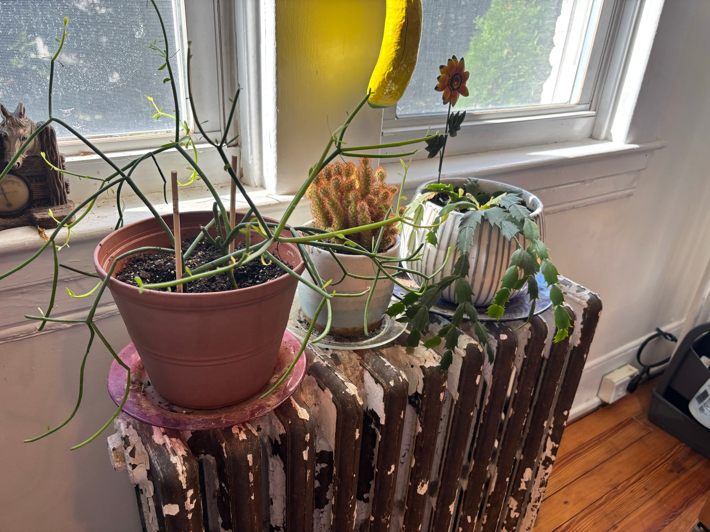 Thrifting cute plates for under your plants!