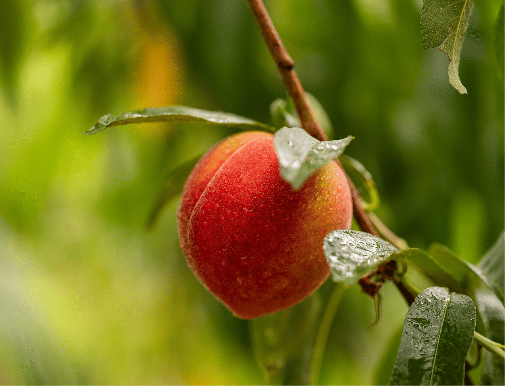 Pearson Farm Peaches
