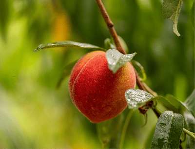 Pearson Farm Peaches